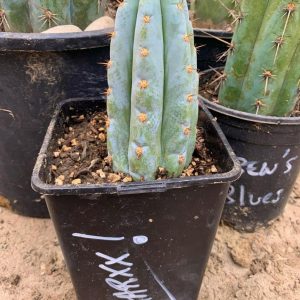 buy peyote cactus online